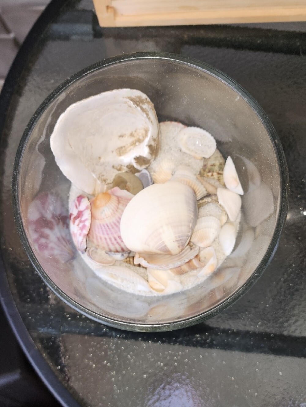 Coastal Shell Accent Vase - White & Pink Shells - Picture 2 of 2